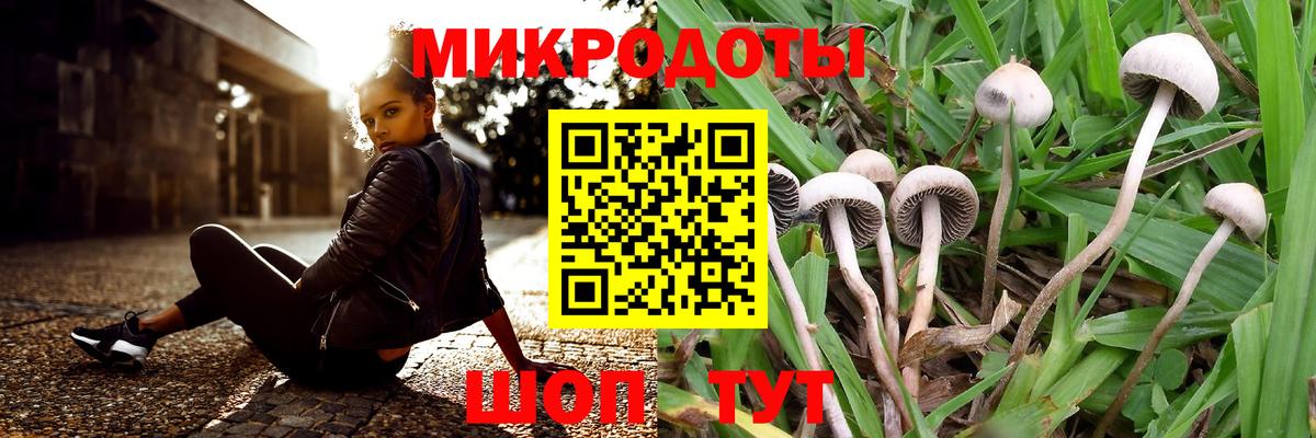 Псилоцибиновые грибы мицелий Владикавказ